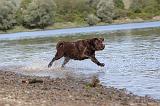 LABRADOR 233